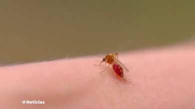 El verano llega con plagas: más mosquitos y cucarachas tras una primavera lluviosa