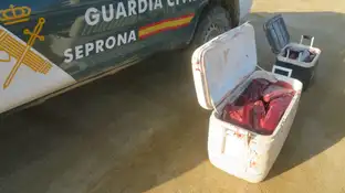 Captura de atún rojo de forma ilegal en Tarragona Captura de atún rojo de forma ilegal en Tarragona
