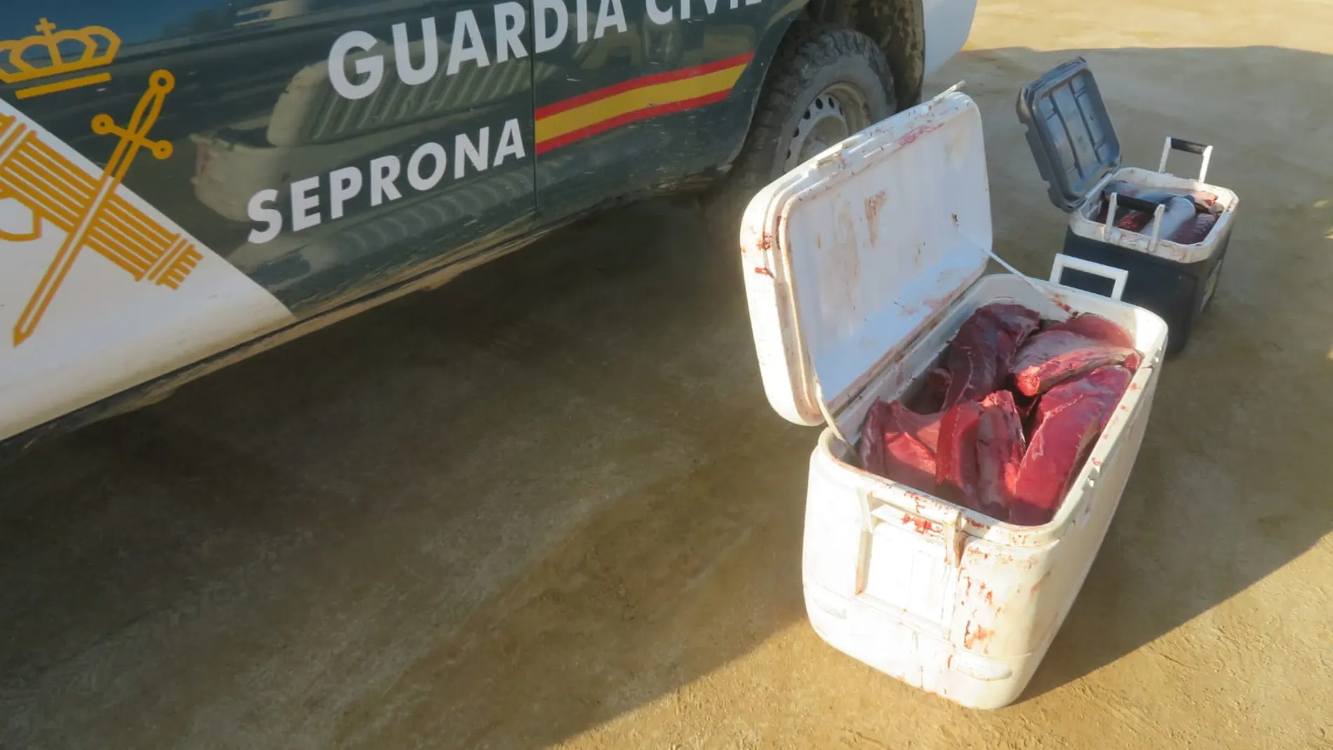 Captura de atún rojo de forma ilegal en Tarragona Captura de atún rojo de forma ilegal en Tarragona