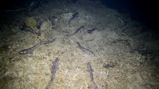 Detectan niveles altos de mercurio en un tibur&oacute;n del Mediterr&aacute;neo