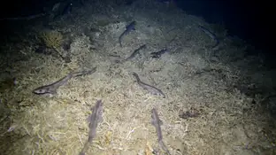 Detectan niveles altos de mercurio en un tiburón del Mediterráneo Detectan niveles altos de mercurio en un tiburón del Mediterráneo