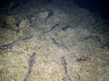 Detectan niveles altos de mercurio en un tiburón del Mediterráneo