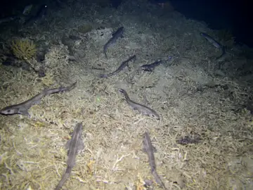 Detectan niveles altos de mercurio en un tiburón del Mediterráneo Detectan niveles altos de mercurio en un tiburón del Mediterráneo