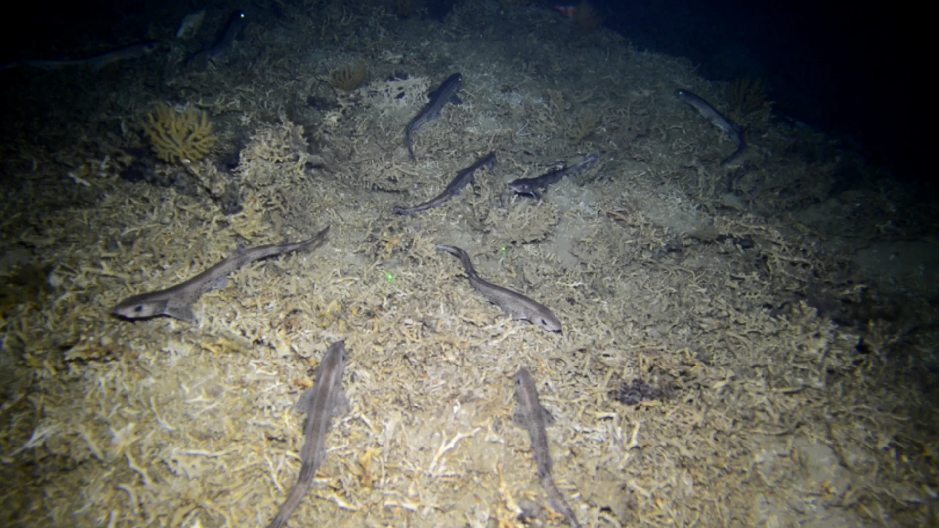 Detectan niveles altos de mercurio en un tiburón del Mediterráneo Detectan niveles altos de mercurio en un tiburón del Mediterráneo