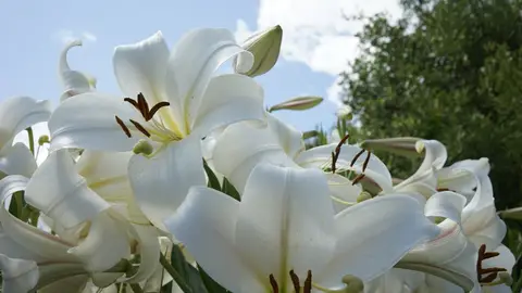 Lirio blanco Lirio blanco