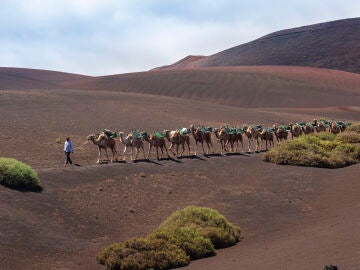 Camellos en Lanzarote