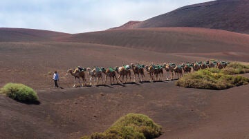Camellos en Lanzarote