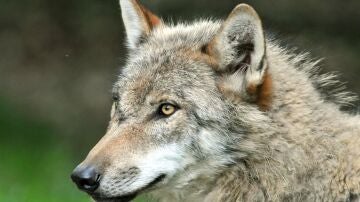 España pide a Bruselas retrasar la entrega del informe sexenal del lobo y otras especies de interés comunitario