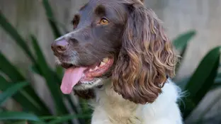 Una mujer de 83 años muere tras ser lamida por el perro de su nieta Una mujer de 83 años muere tras ser lamida por el perro de su nieta