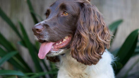 Una mujer de 83 a&ntilde;os muere tras ser lamida por el perro de su nieta