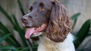 Una mujer de 83 a&ntilde;os muere tras ser lamida por el perro de su nieta