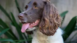 Una mujer de 83 años muere tras ser lamida por el perro de su nieta