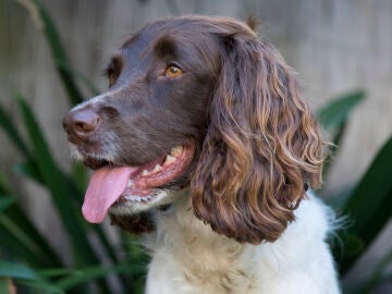 Una mujer de 83 años muere tras ser lamida por el perro de su nieta