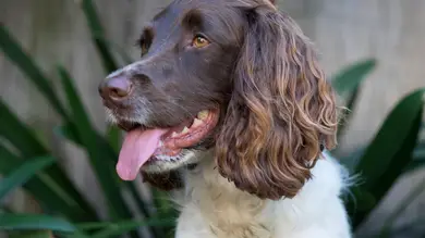¿Es posible dejar herencia a un perro? Esto es lo que dice la ley ¿Es posible dejar herencia a un perro? Esto es lo que dice la ley