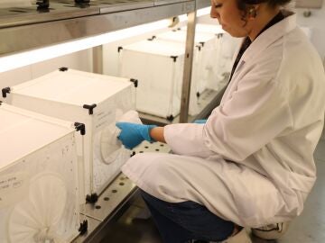 Imagen de archivo de análisis de las trampas de mosquitos