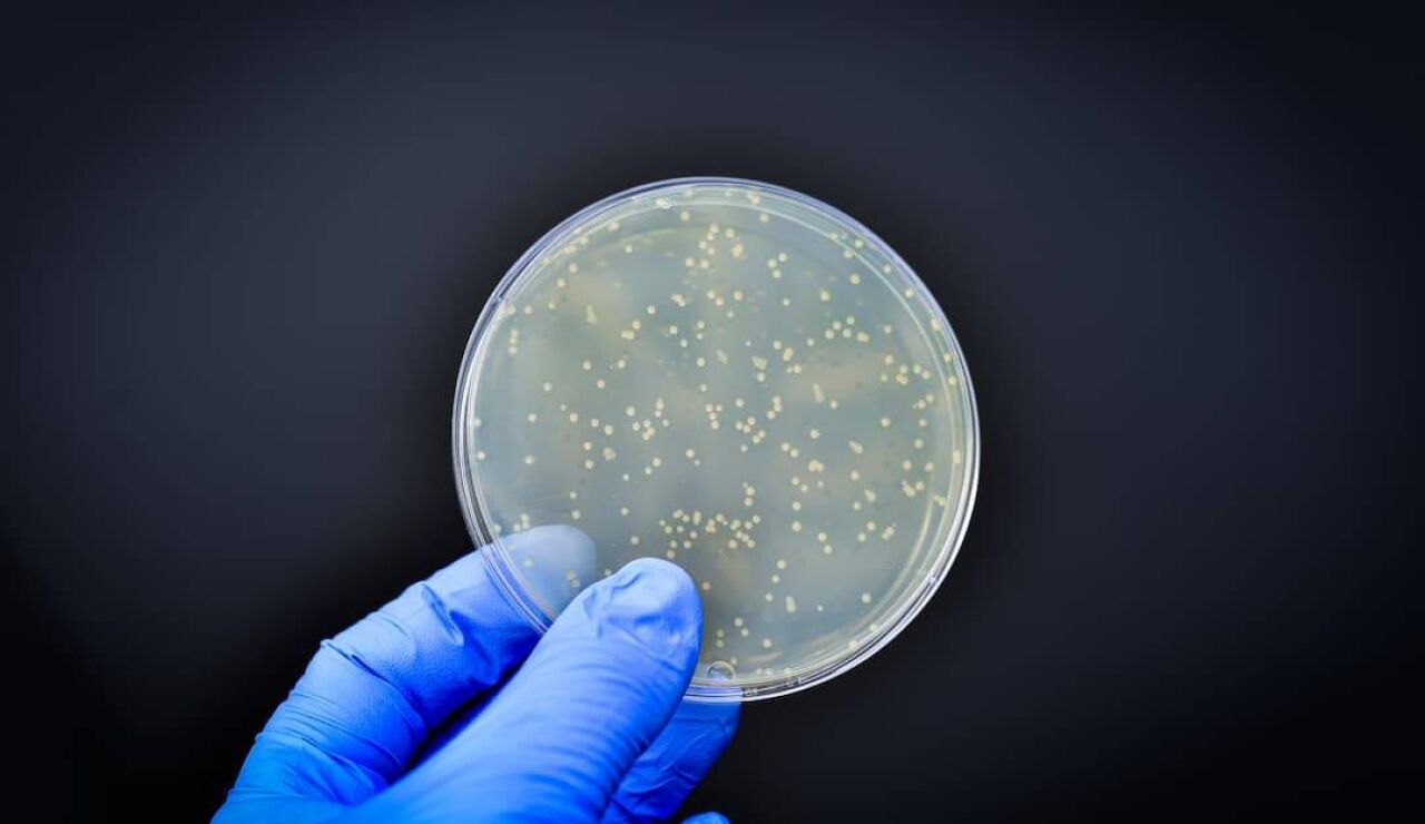 Cultivo de bacterias
