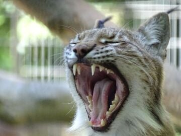 Un zoológico de Dinamarca solicita la donación de mascotas para la alimentación de sus depredadores
