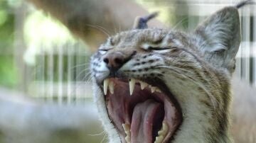 Un zoológico de Dinamarca solicita la donación de mascotas para la alimentación de sus depredadores