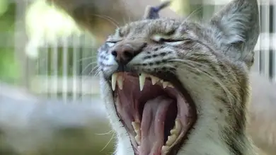 La polémica propuesta de un zoo: pide a la gente que lleve a sus mascotas para alimentar a los animales La polémica propuesta de un zoo: pide a la gente que lleve a sus mascotas para alimentar a los animales