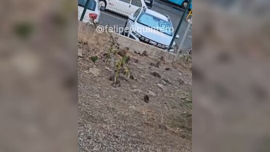 Las ratas invaden un barrio de las Palmas de Gran Canaria