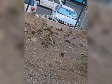 Las ratas invaden un barrio de las Palmas de Gran Canaria
