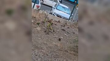 Las ratas invaden un barrio de las Palmas de Gran Canaria