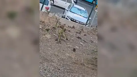 Las ratas invaden un barrio de las Palmas de Gran Canaria Las ratas invaden un barrio de las Palmas de Gran Canaria