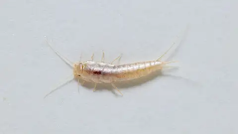 Lepisma Lepisma