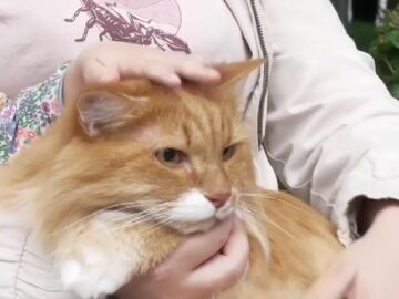 Día Internacional del Gato