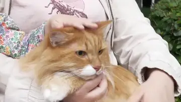 Día Internacional del Gato Día Internacional del Gato