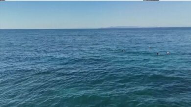 El cambio climático transforma el mar de Alborán y los peces tropicales colonizan sus aguas