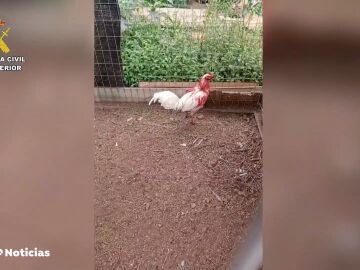 Cinco investigados por mutilar ilegalmente a gallos de pelea en Tenerife