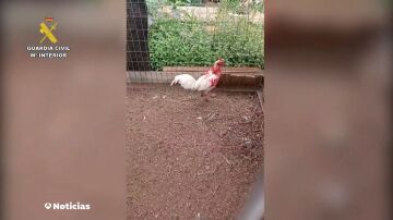 Cinco investigados por mutilar ilegalmente a gallos de pelea en Tenerife