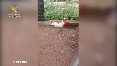 Cinco investigados por mutilar ilegalmente a gallos de pelea en Tenerife Cinco investigados por mutilar ilegalmente a gallos de pelea en Tenerife