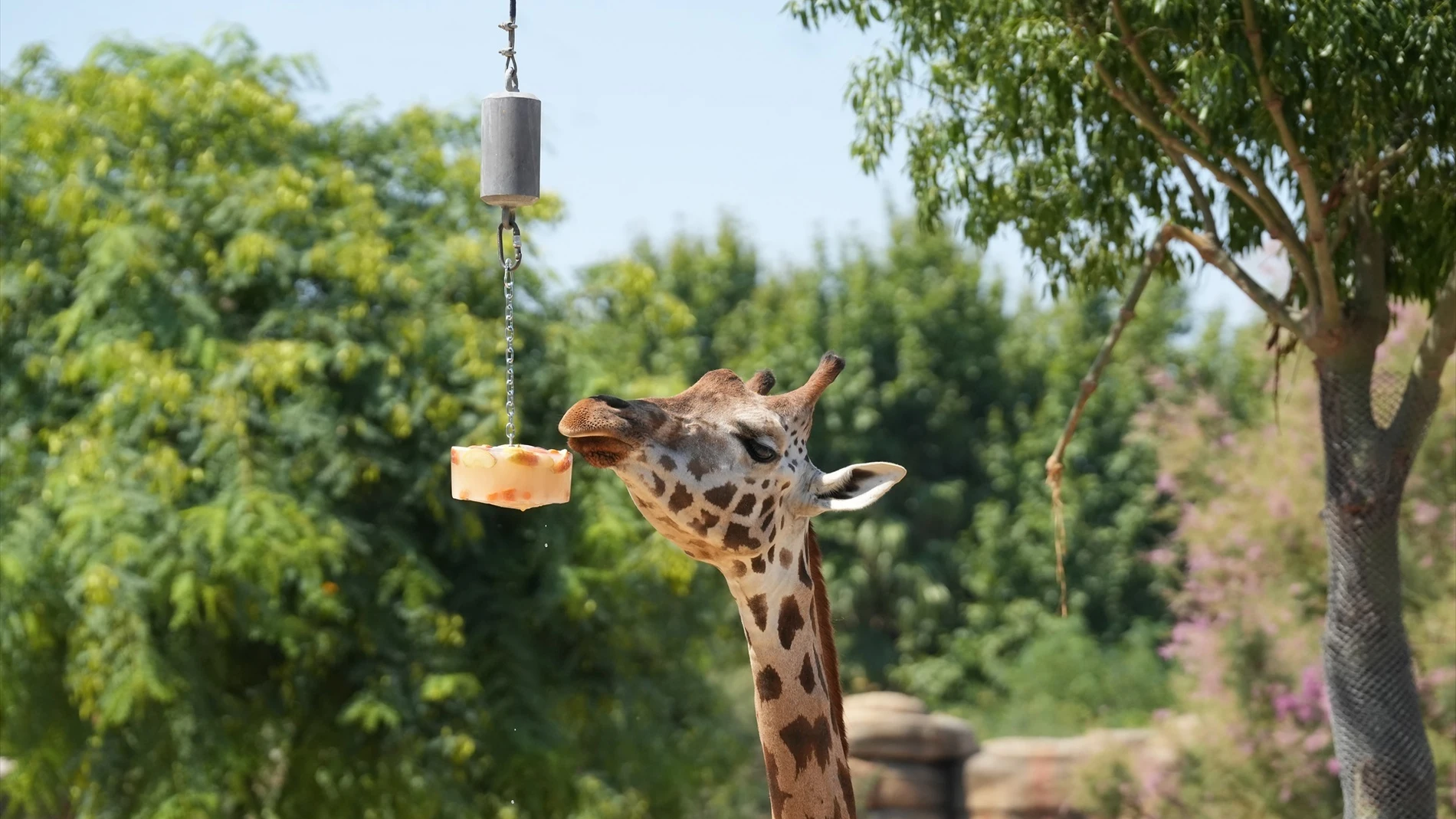 Jirafa come helado en el zoo de Barcelona Jirafa come helado en el zoo de Barcelona