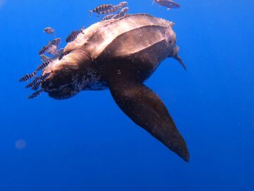 Imagen de la tortuga