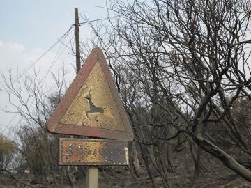 Cortada la circulación ferroviaria en A Mezquita y las carreteras N-525 y A-52 por los incendios de Ourense