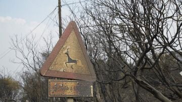 Cortada la circulación ferroviaria en A Mezquita y las carreteras N-525 y A-52 por los incendios de Ourense