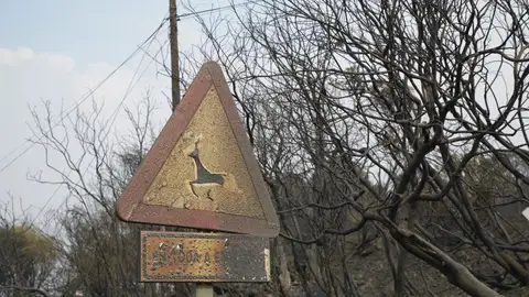 Cortada la circulación ferroviaria en A Mezquita y las carreteras N-525 y A-52 por los incendios de Ourense Cortada la circulación ferroviaria en A Mezquita y las carreteras N-525 y A-52 por los incendios de Ourense