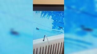 Pensaban que era el reto viral de defecar en las piscina pero no, los &ldquo;culpables&rdquo; fueron unos patos que fueron a refrescarse