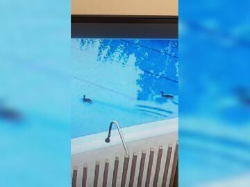 Pensaban que era el reto viral de defecar en las piscina pero no, los “culpables” fueron unos patos que fueron a refrescarse