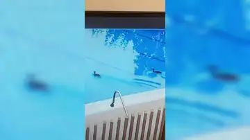 Pensaban que era el reto viral de defecar en las piscina pero no, los “culpables” fueron unos patos que fueron a refrescarse Pensaban que era el reto viral de defecar en las piscina pero no, los “culpables” fueron unos patos que fueron a refrescarse