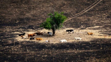 Varias vacas rodean el árbol 'milagro', a 17 de agosto de 2025, en Soto de Viñuelas, Tres Cantos, Madrid (España).