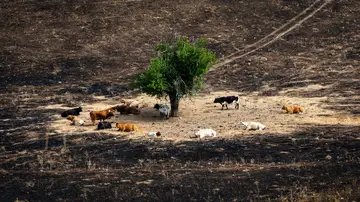 Varias vacas rodean el árbol 'milagro', a 17 de agosto de 2025, en Soto de Viñuelas, Tres Cantos, Madrid (España). Varias vacas rodean el árbol 'milagro', a 17 de agosto de 2025, en Soto de Viñuelas, Tres Cantos, Madrid (España).