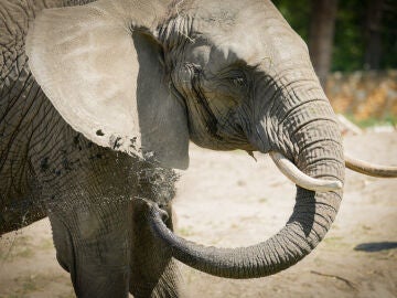 Imagen de archivo de un elefante 