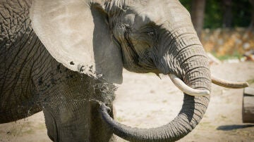 Imagen de archivo de un elefante 
