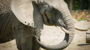 Imagen de archivo de un elefante Imagen de archivo de un elefante