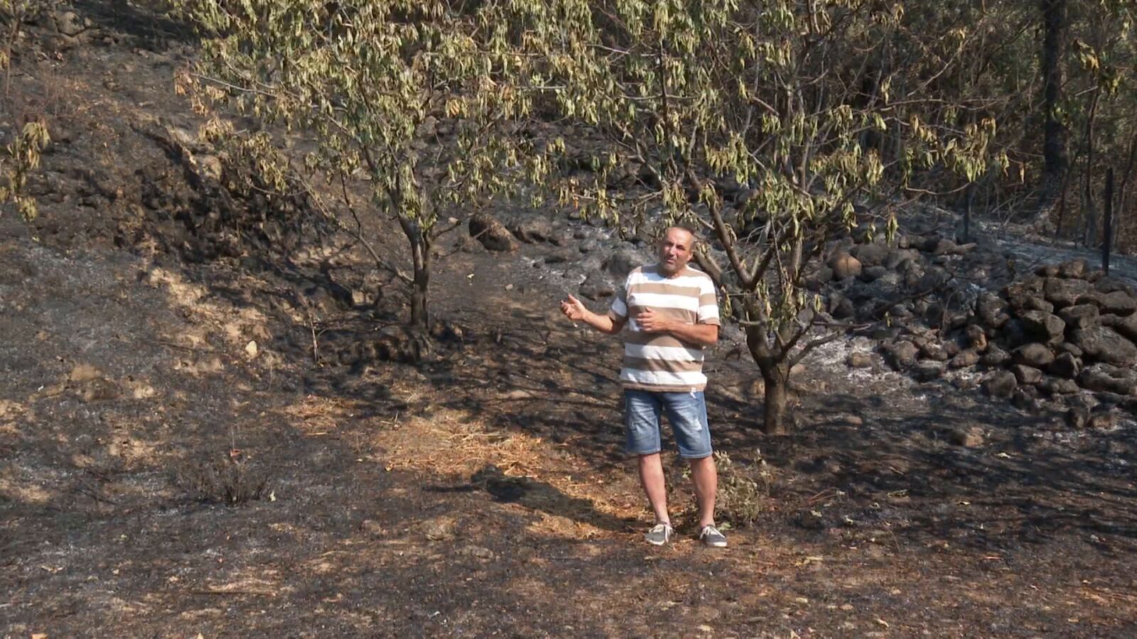 Los cerezos extremeños que han salvado a los bosques del incendio de Jarilla