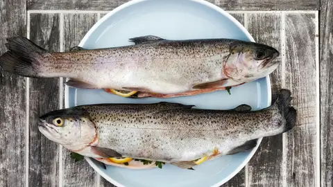 Salmones Salmones