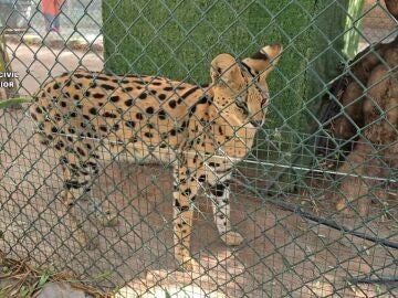 Desmantelan en una localidad de Castellón un zoo clandestino con más de 150 animales exóticos 